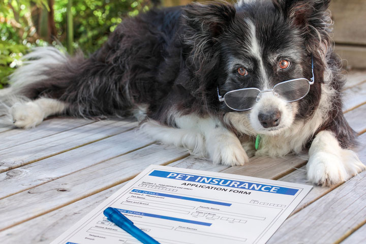 Pet Insurance: What Is, How Much, Coverage, and More