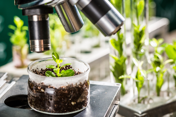 case study in plant biotechnology